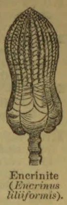An illustration of an encrinite, showing its segmented, fossilized stem and broad upper body.