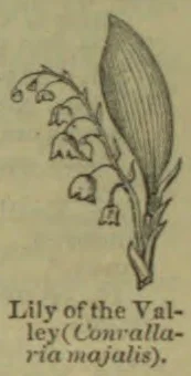 A lily of the valley plant with broad leaves and a curved stem bearing bell-shaped flowers.