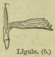 A botanical drawing of a grass leaf and stem, showing the ligule at the junction of the blade and sheath.