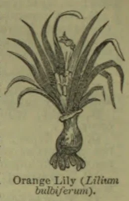 An orange lily plant with long leaves, a central flower, and a bulbous base.
