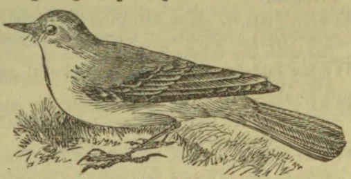 A bird stands on the ground among tufts of grass.
