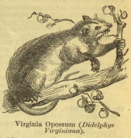 An opossum clings to a branch beside a smaller twig with berries.