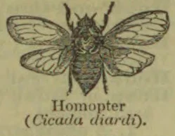 An engraved cicada with four outstretched wings.
