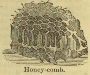 An engraved illustration of a section of honeycomb with hexagonal cells.