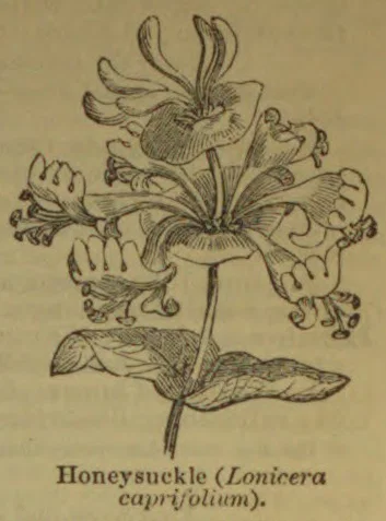 A botanical illustration of a honeysuckle plant with flowers, leaves, and stems.