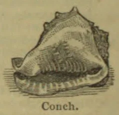 An engraved illustration of a conch shell.