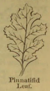 A botanical drawing of a pinnatifid leaf with deeply lobed edges and a prominent central vein.
