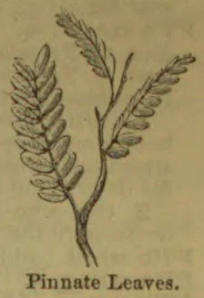 A botanical illustration showing three pinnate leaves branching from a stem.