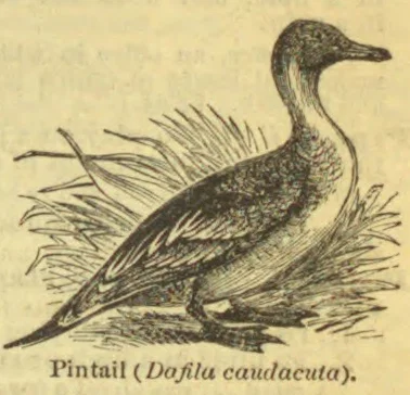 An engraved illustration of a pintail duck standing among reeds.