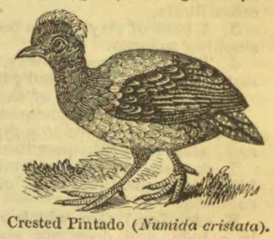 An engraved illustration of a crested pintado bird standing on grass.