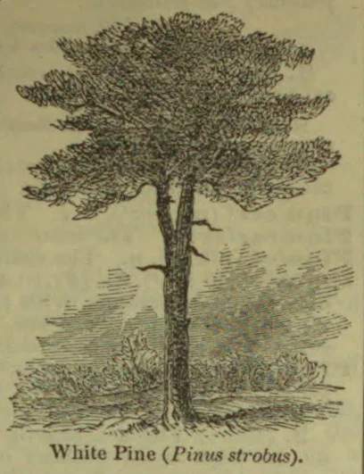 An engraved illustration of a white pine tree standing among low vegetation.