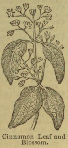 A botanical illustration of a cinnamon plant with broad leaves and small blossoms.