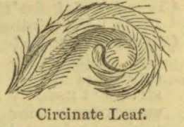 A botanical illustration of a leaf curled inward in a spiral.