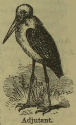 An illustration of an adjutant bird standing in grass.