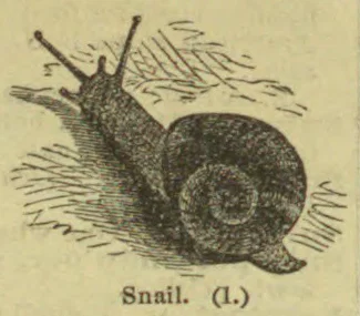 A snail with two tentacles and a large coiled shell crawls across the ground.