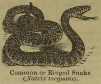 An engraved illustration of a coiled snake with its head raised.