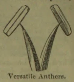 A botanical diagram showing two anthers attached to curved filaments.