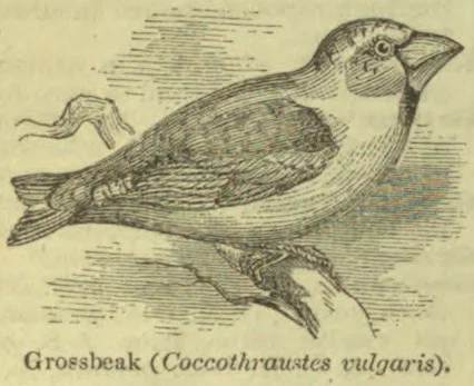 An engraved illustration of a grosbeak perched on a branch.