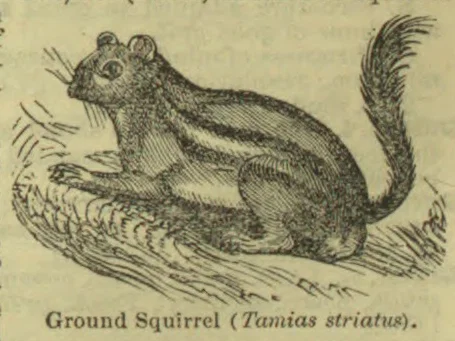 An engraved ground squirrel sits on a branch with its bushy tail raised.