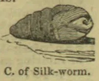 A silkworm curled inside a cocoon, shown with strands of silk extending from it.