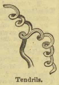 An illustration of several curling plant tendrils.