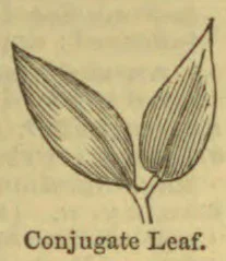 A botanical illustration of two elongated leaves joined at a shared stem.