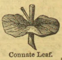 A botanical drawing of two opposite leaves joined around the stem.