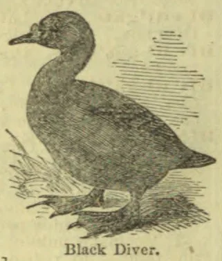 An engraved illustration of a black diver bird standing on the ground beside water.