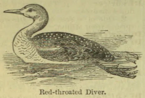 An engraving of a red-throated diver swimming on the water.