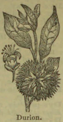A botanical illustration of a durion plant, showing its leaves, flower, and spiky fruit.