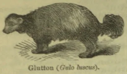 An illustration of a glutton, or wolverine, walking.
