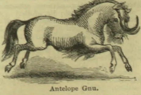 An engraved illustration of an antelope gnu running.