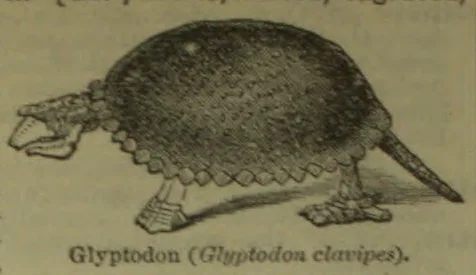 An illustration of a glyptodon, an armored prehistoric mammal with a domed shell and long tail.