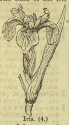 A botanical drawing of an iris plant with a large flower, leaves, and roots.