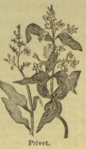 A botanical illustration of a privet plant, showing its leaves, stems, and clusters of flowers.