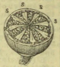 A cross-section of a citrus fruit, with its segments and seeds visible.