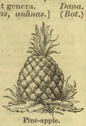 An engraved illustration of a pineapple with spiky leaves and a leafy base.