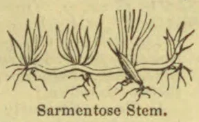 A botanical drawing of a horizontal creeping stem with several leafy shoots and roots.