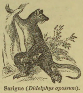An opossum climbs along a tree trunk and branch among foliage.