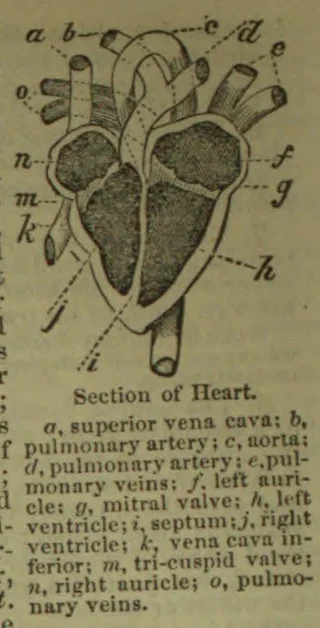 A labeled anatomical section of the human heart showing its chambers, valves, and major blood vessels.