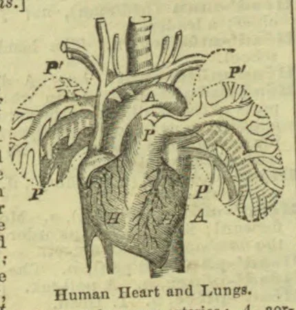 An anatomical illustration of the human heart and lungs, with letter labels.