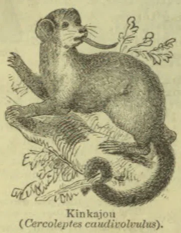 A kinkajou clambers along a branch among leafy twigs.