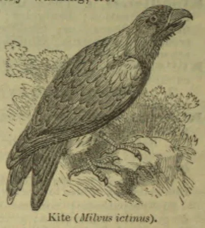 An engraved illustration of a kite perched on a branch.