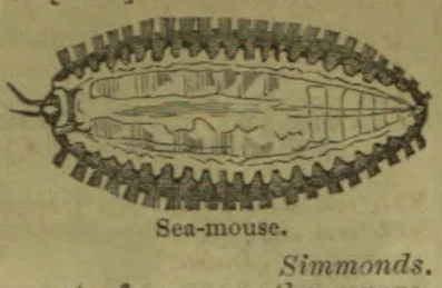 An elongated sea mouse, a marine worm covered with bristles, shown from above.