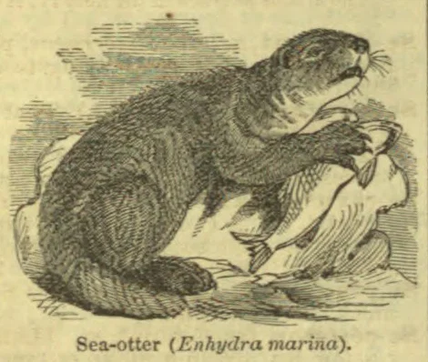 An engraved sea otter holds a fish in its paws.