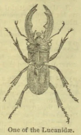 An illustrated stag beetle with large curved mandibles and six legs.