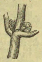 A shaded, branching plant stem or twig with a small rounded structure beside one of its forks.