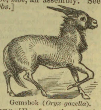 An engraved illustration of a gemsbok with long, straight horns, shown walking.