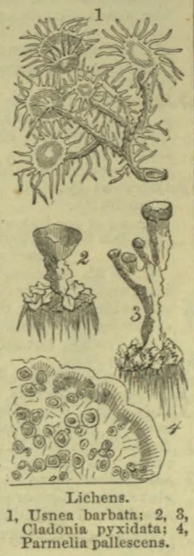 An illustration of four lichens, labeled 1 through 4.