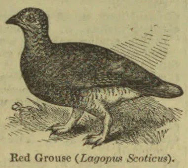 An engraved illustration of a red grouse standing on the ground.